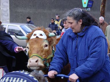 L'oeil de la vache