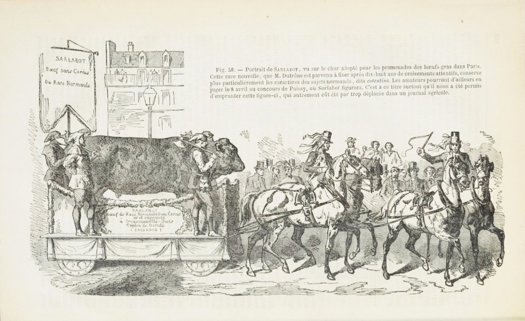 1 - 1857 - La vache Sarlabot sur son char au défilé des Boeufs Gras 1857 à Paris